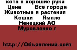 кота в хорошие руки › Цена ­ 0 - Все города Животные и растения » Кошки   . Ямало-Ненецкий АО,Муравленко г.